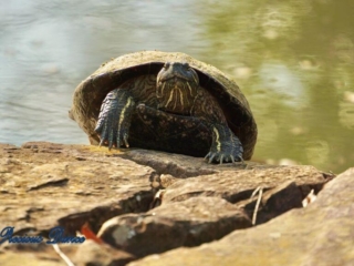 Close up of turtle on a rock.
