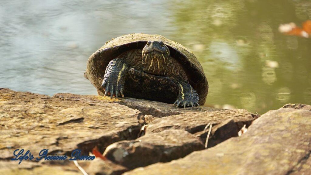 Close up of turtle on a rock.