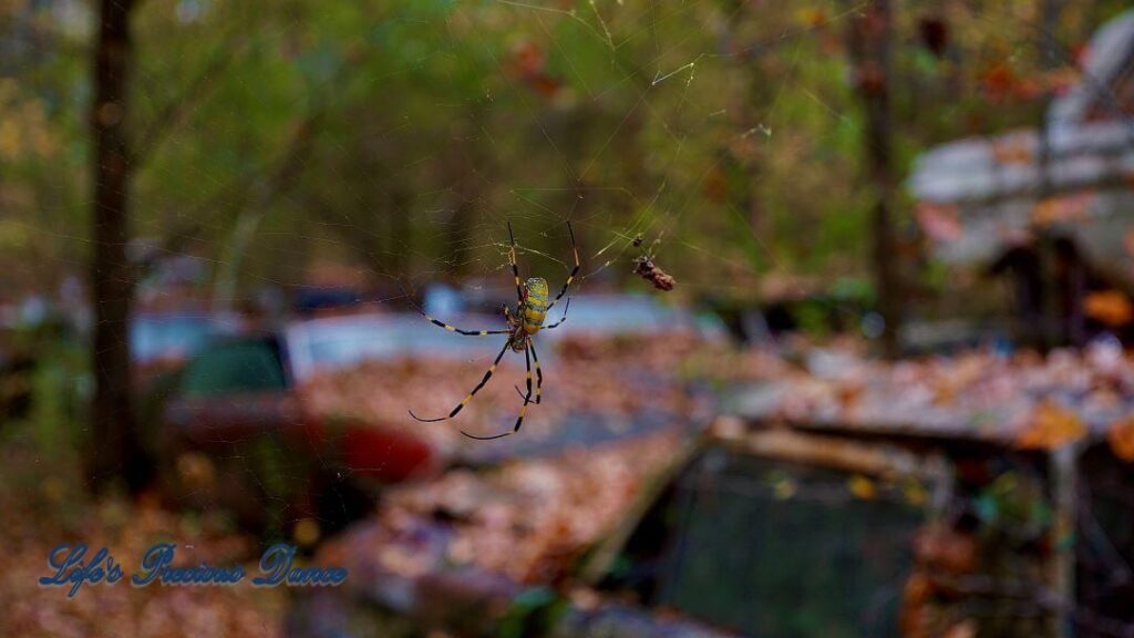 Golden orb weaver spider in it&#039;s web with insect trapped. Blurred background.