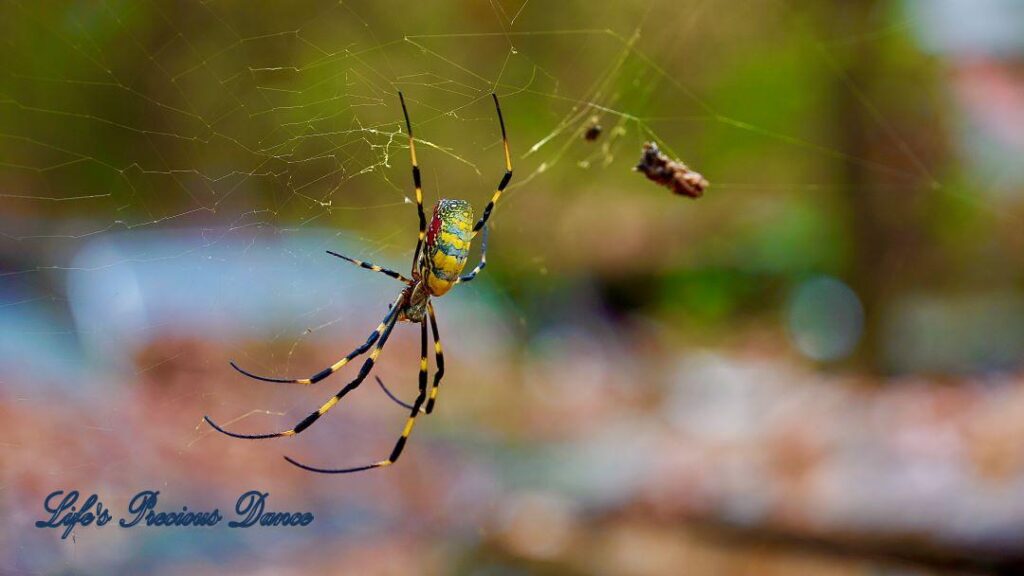 Golden orb weaver spider in it&#039;s web with insect trapped. Blurred background.