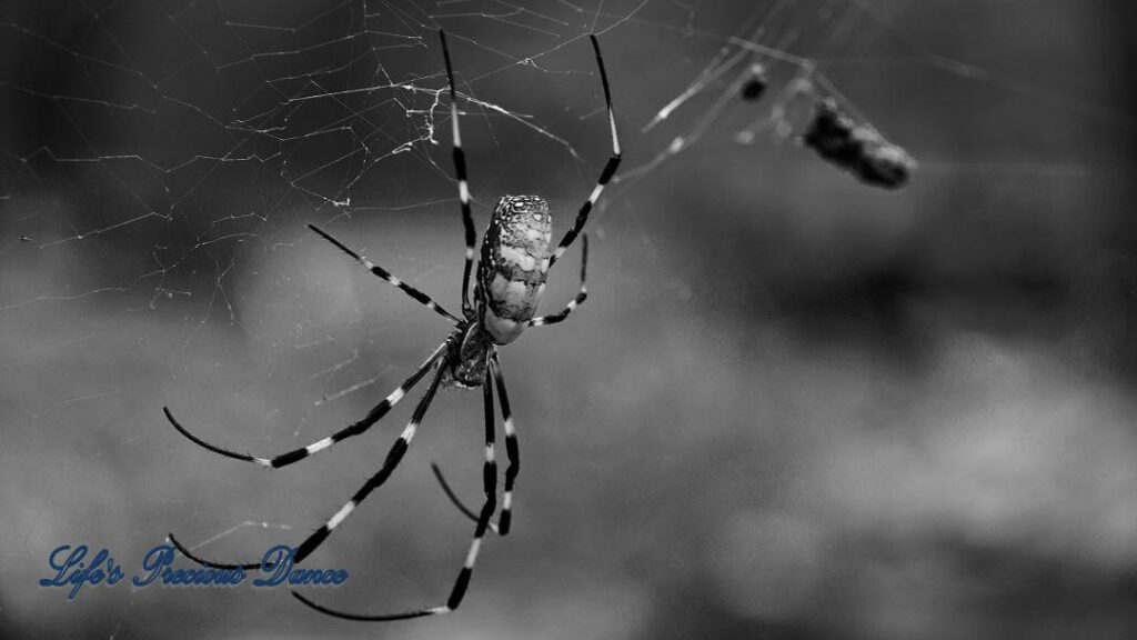 Black and white of an orb weaver in a web