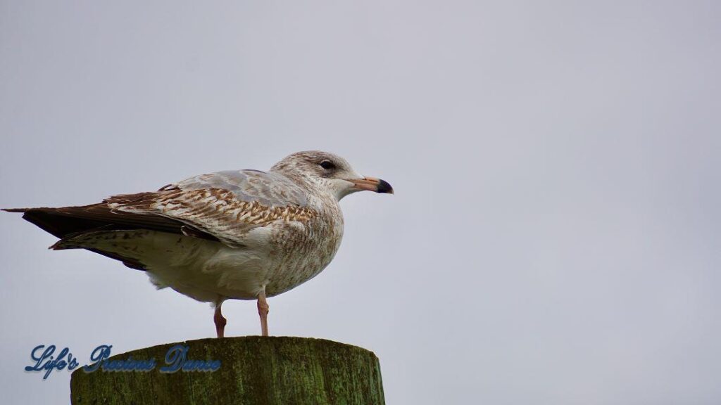 Seagull on a pier post, staring into the cloudy gray skies at Murrells Inlet.