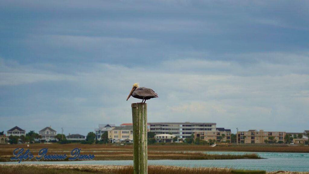 Brown Pelican on a pier post in the marsh at Murrells Inlet. The marsh and condos in the background., set against cloudy skies.