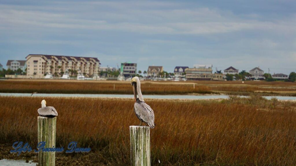 Brown Pelican on a pier post in the marsh at Murrells Inlet. The marsh and condos in the background., set against cloudy skies.