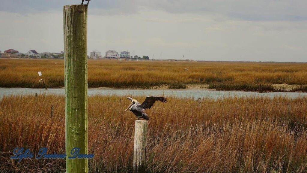 Brown Pelican landing on a pier post in the marsh. A post in the foreground and the marsh and condos in the background.