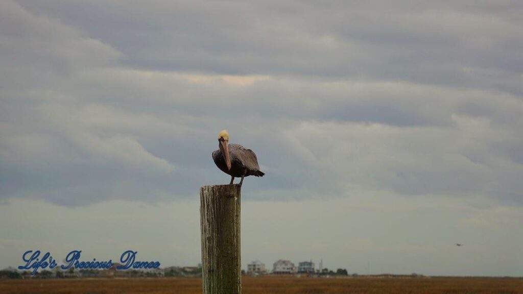 Brown Pelican on a pier post in the marsh at Murrells Inlet. The marsh and condos in the background., set against cloudy skies.