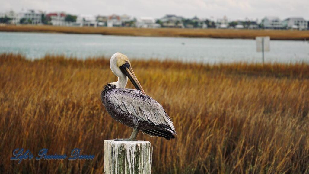 Brown Pelican on a pier post in the marsh at Murrells Inlet. The marsh and condos in the background., set against cloudy skies.