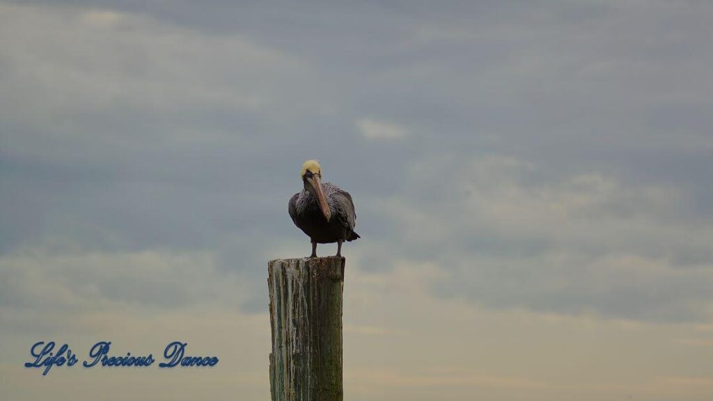 Brown pelican on a pier post at Murrells Inlet, Cloudy skies in the background