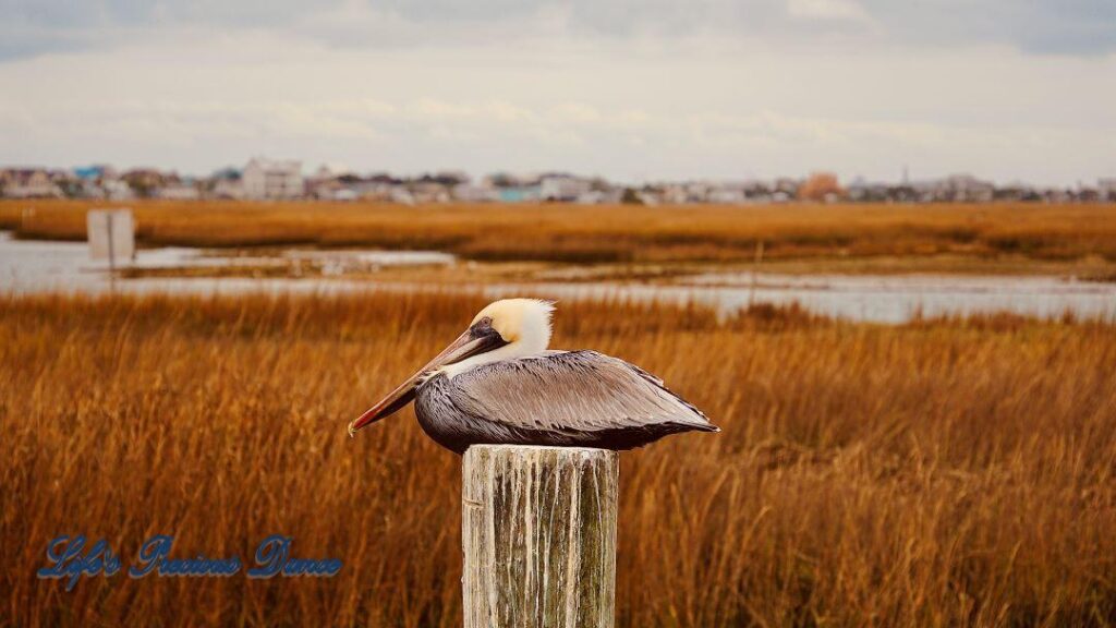 Brown Pelican on a pier post in the marsh at Murrells Inlet. The marsh and condos in the background., set against cloudy skies.