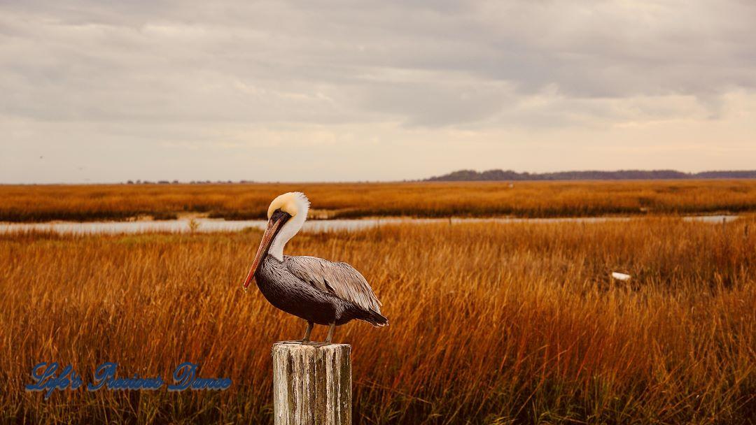 Brown pelican on a pier post at Murrells Inlet.