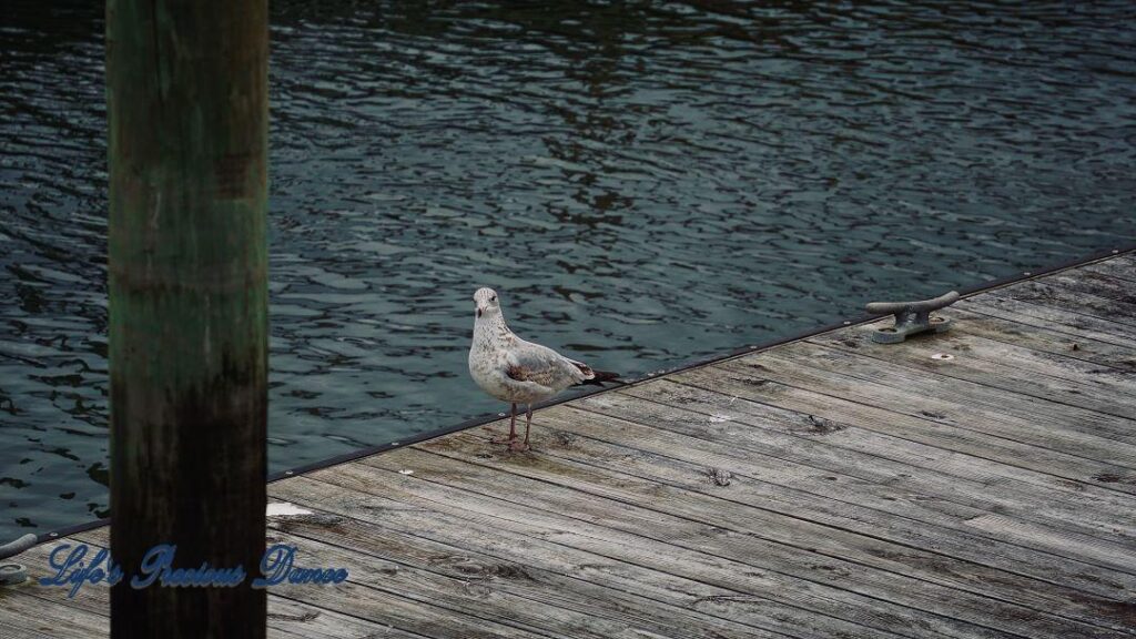 Ring-billed Seagull standing on the pier with the watershed in the background.