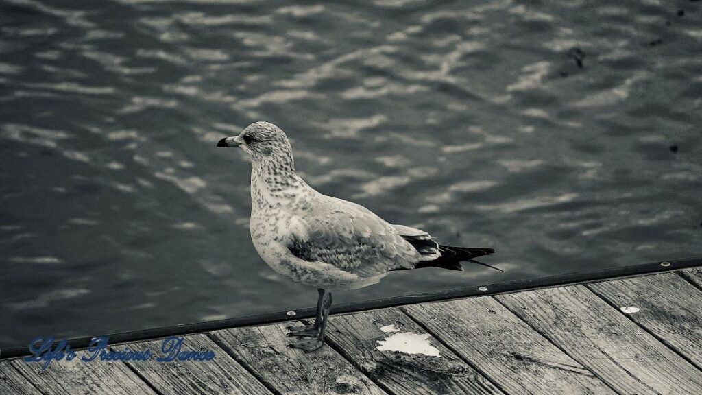 Ring-billed Seagull standing on the pier with the watershed in the background.