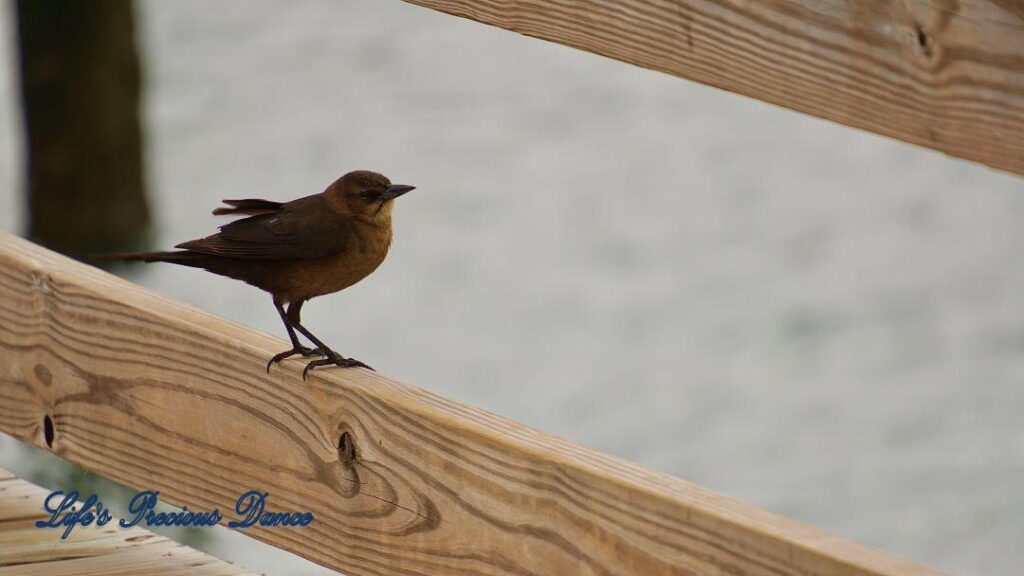 Grackle on a rail of a pier at Murrells Inlet. Blurry watershed in the background.