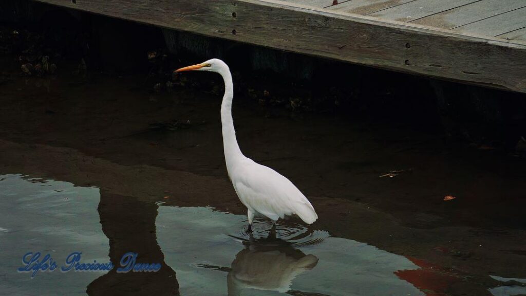 Great Egret in the watershed at Murrells Inlet, beside a pier, looking for fish.