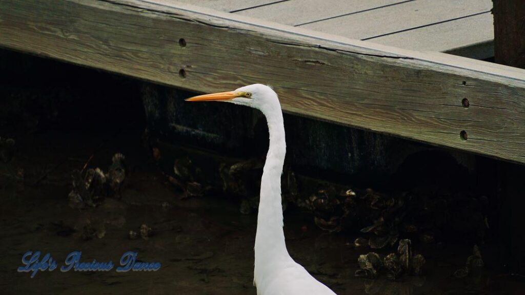 Great Egret in the watershed at Murrells Inlet, beside a pier, looking for fish.