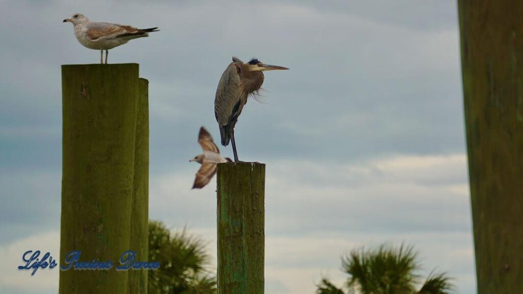 Blue Heron on a pier post