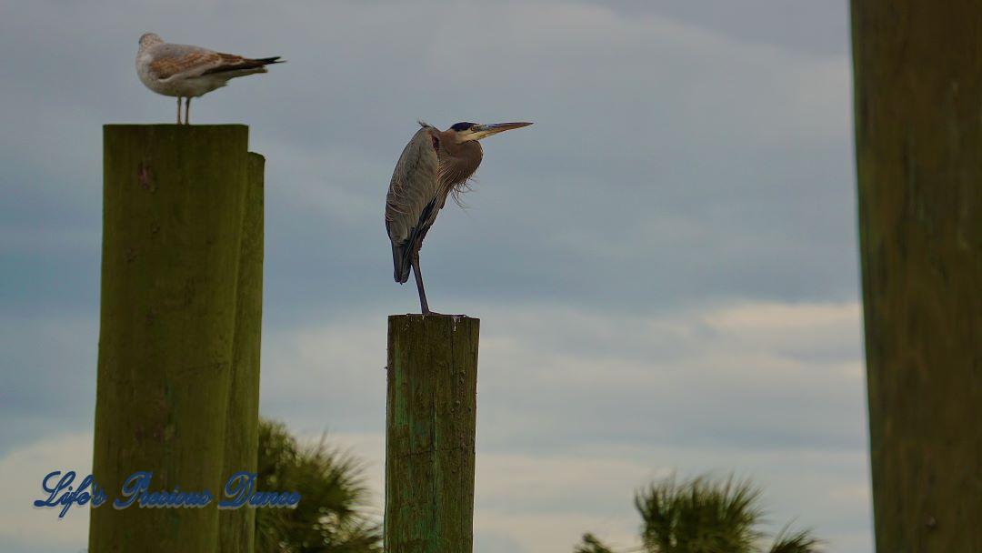 Blue Heron on a pier post