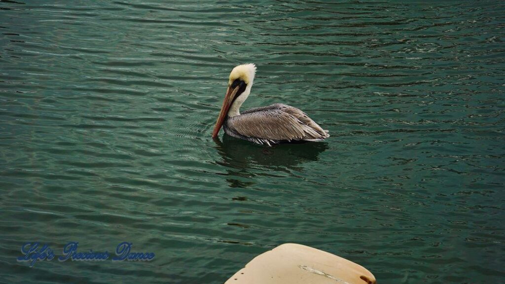 Brown pelican swimming at Murrells Inlet at dusk.