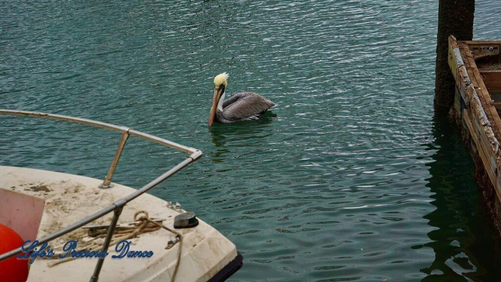 Brown pelican swimming at Murrells Inlet at dusk. A boat and pier in foreground.