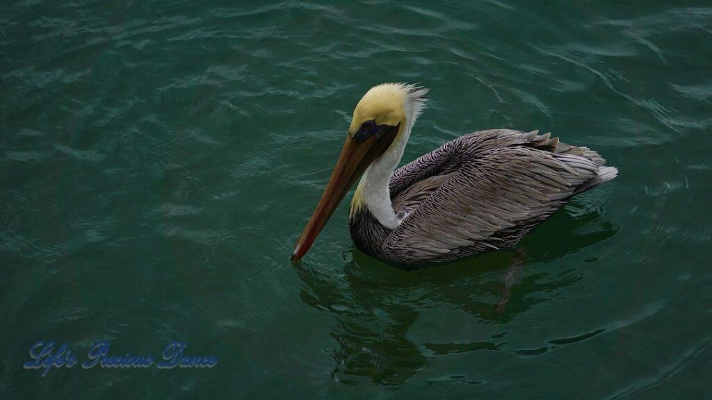 Brown pelican swimming at Murrells Inlet at dusk.