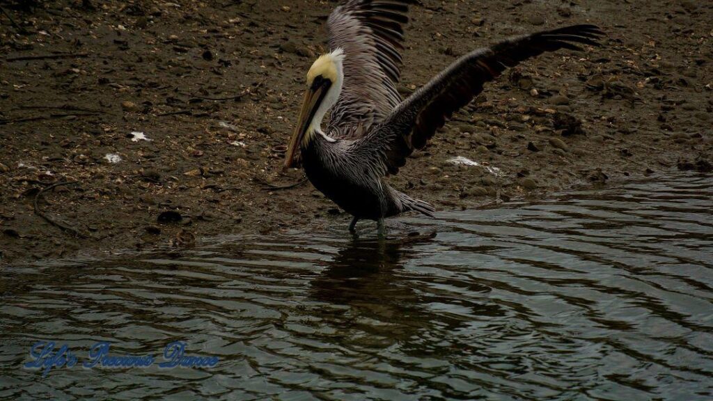 Brown Pelican with wings spread landing in the marsh at Murrells Inlet at dusk.