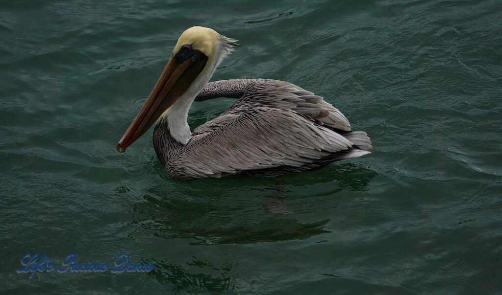 Brown pelican swimming at Murrells Inlet at dusk.