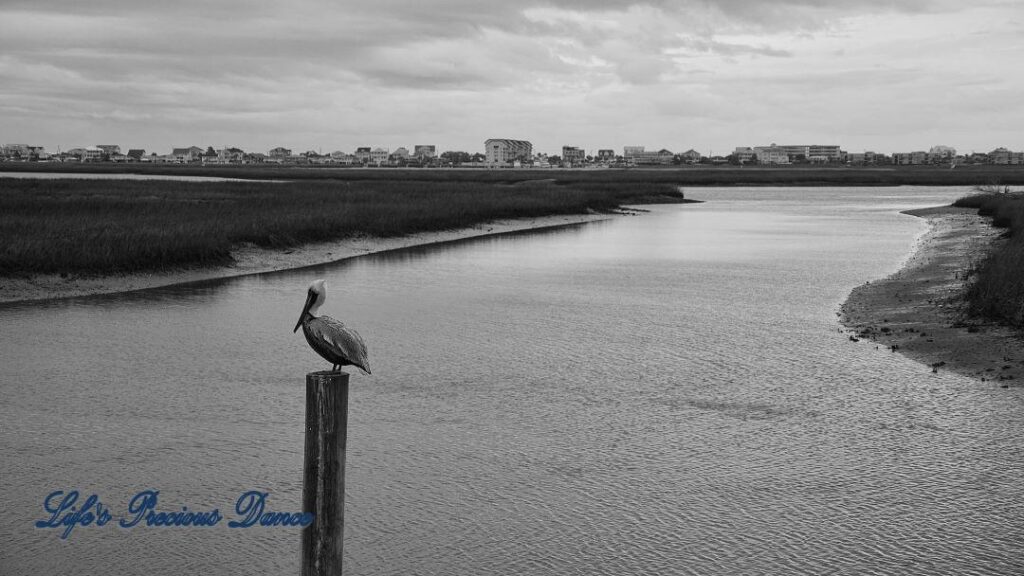 Black and white of a brown pelican on a pier post at Murrells Inlet.