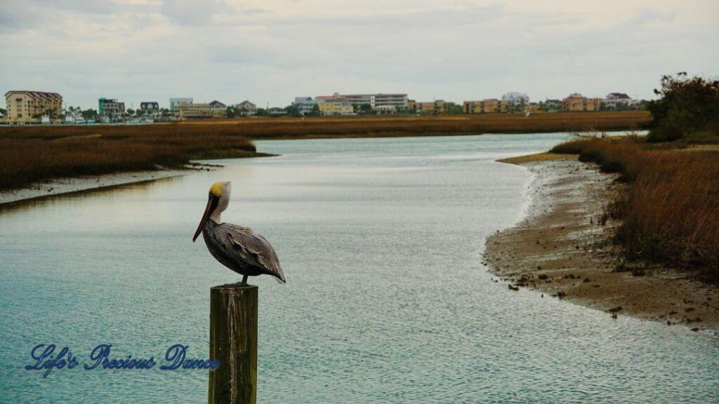 Brown Pelican, on a pier post at Murrells Inlet. The watershed trails off into the distant condos in the background.