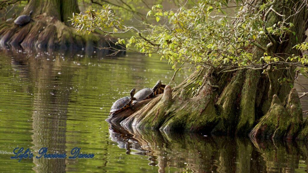 Turtles resting on a cypress tree in the foreground and another turtle on a cypress tree in the background. All reflecting in Swan Iris Lake.