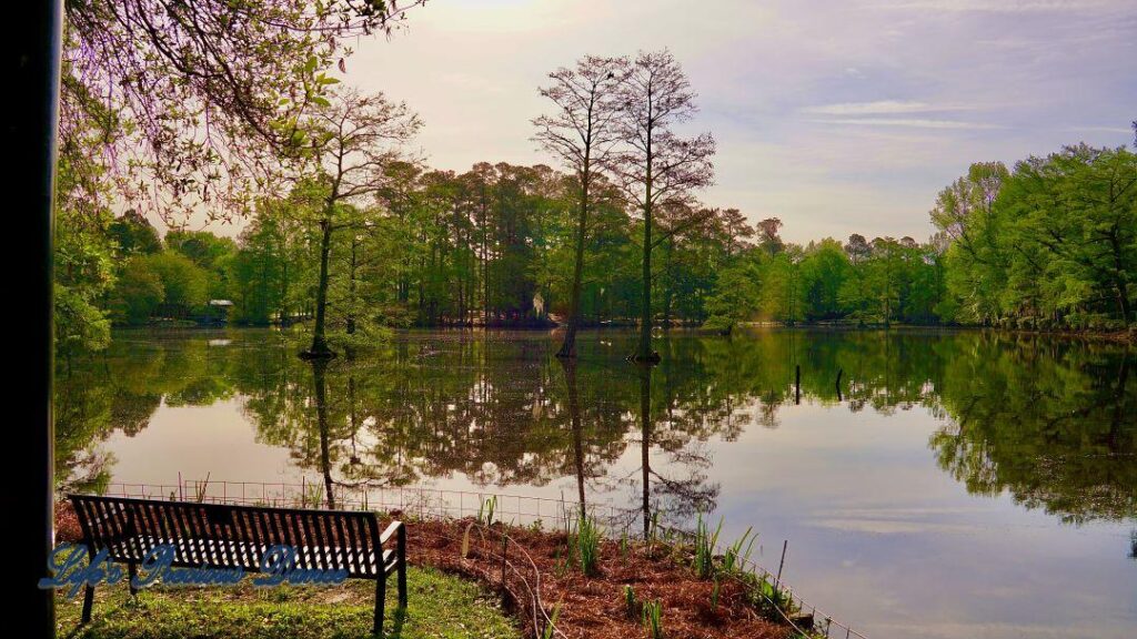 Landscape of Swan Lake. Clouds and cypress trees reflecting in water and a bench in foreground.