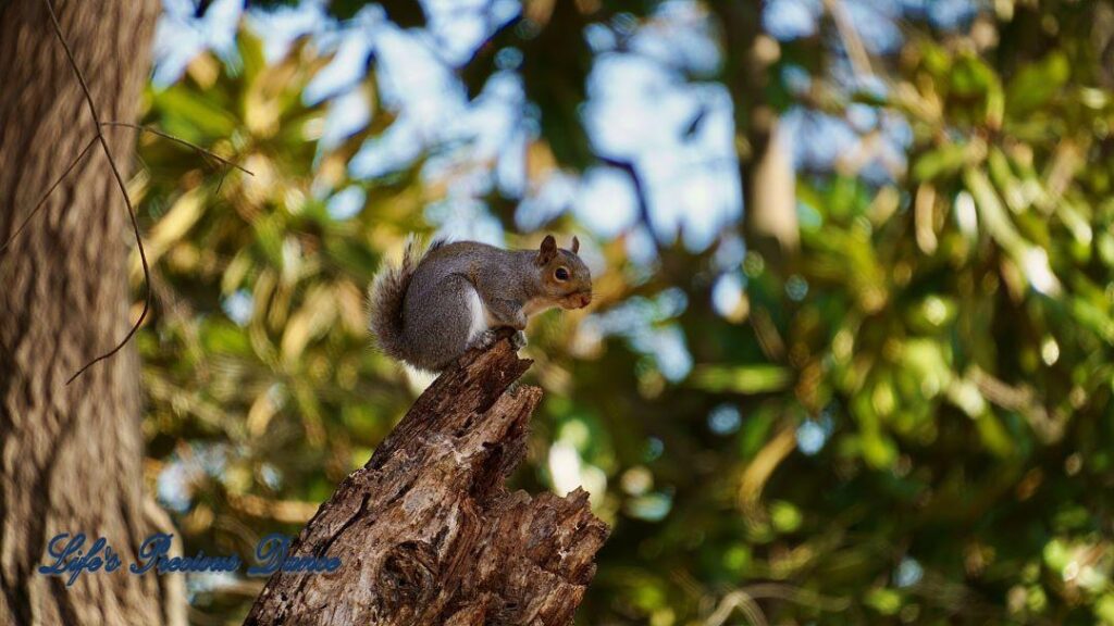 Squirrel perched on a broken tree limb