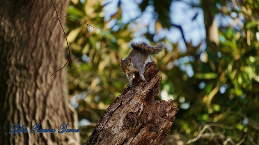 Squirrel perched on a broken tree limb.