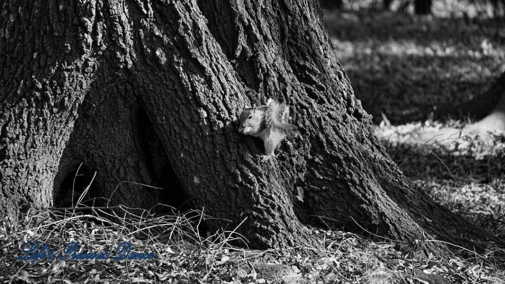 Black and white squirrel on the base of an oak, eating an acorn.