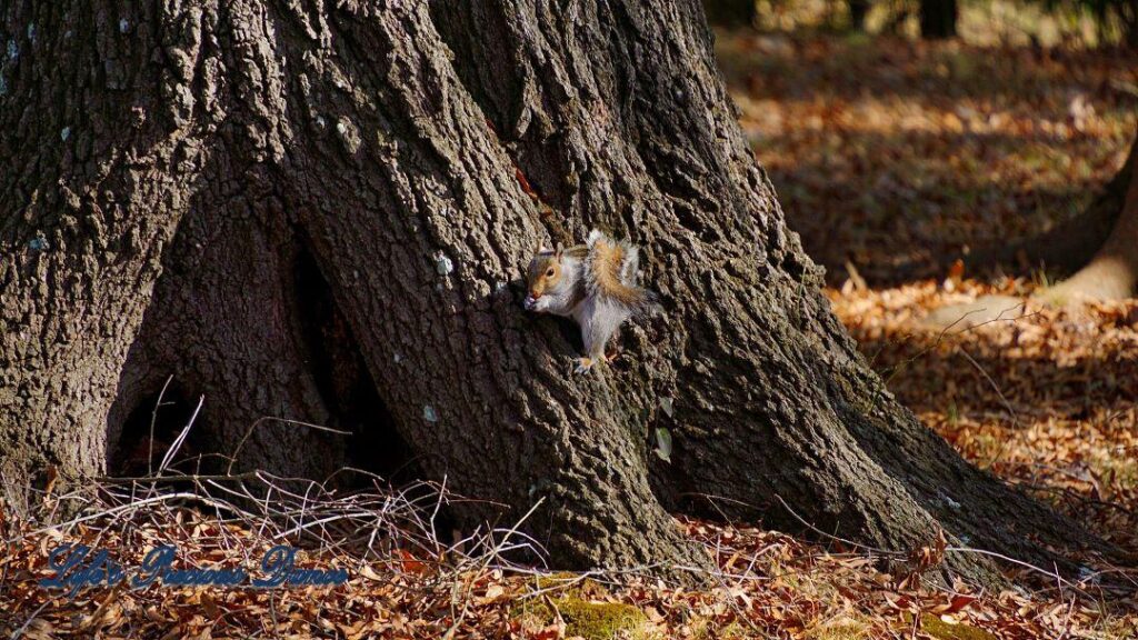 Squirrel on the base of an oak, eating an acorn.