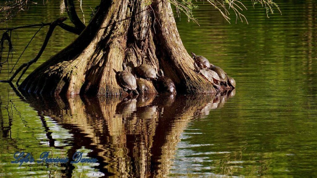 Turtles resting on a cypress tree in Swan Iris Lake. Turtles and tree reflecting in the water.