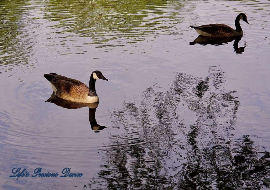 Two geese swimming in Swan Lake, reflecting on the water.