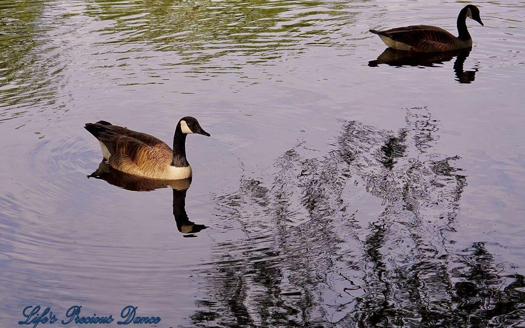 Two geese swimming in Swan Lake, reflecting on the water.