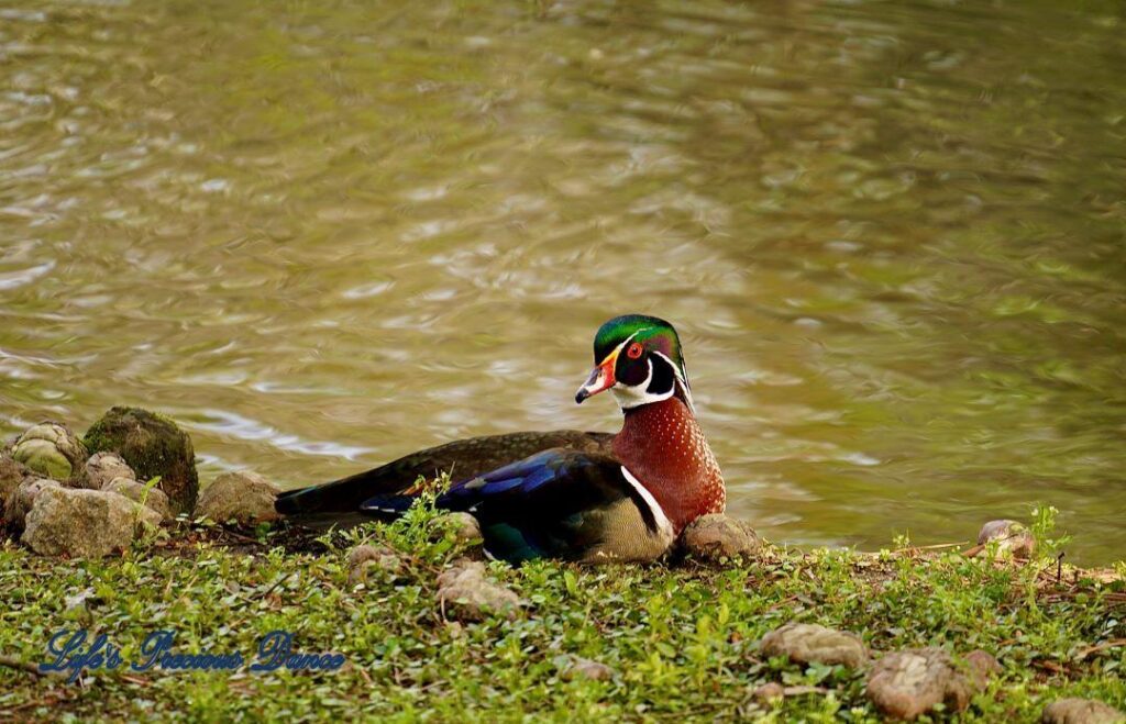 Colorful wood duck resting on the shore of Swan Iris Lake.