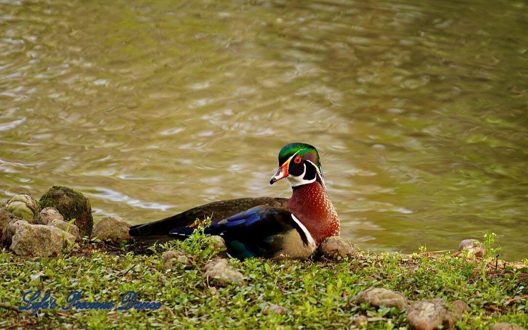 Colorful wood duck resting on the shore of Swan Iris Lake.