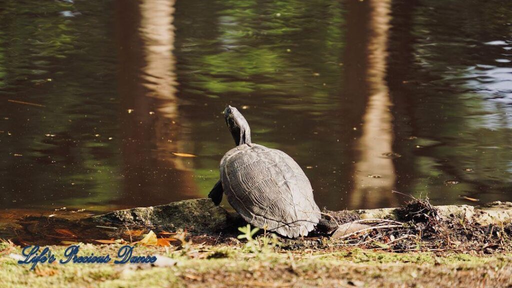 Turtle on shore of Swan Lake.