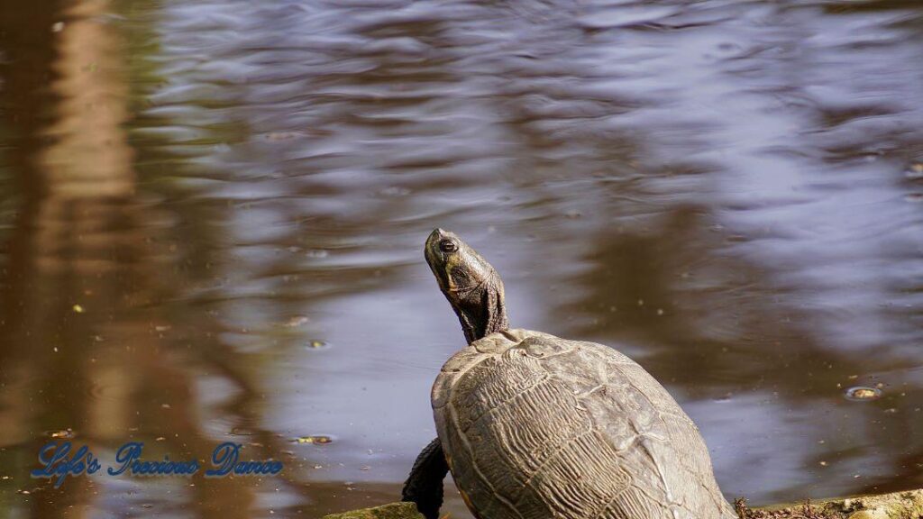 Turtle on shore of Swan Lake