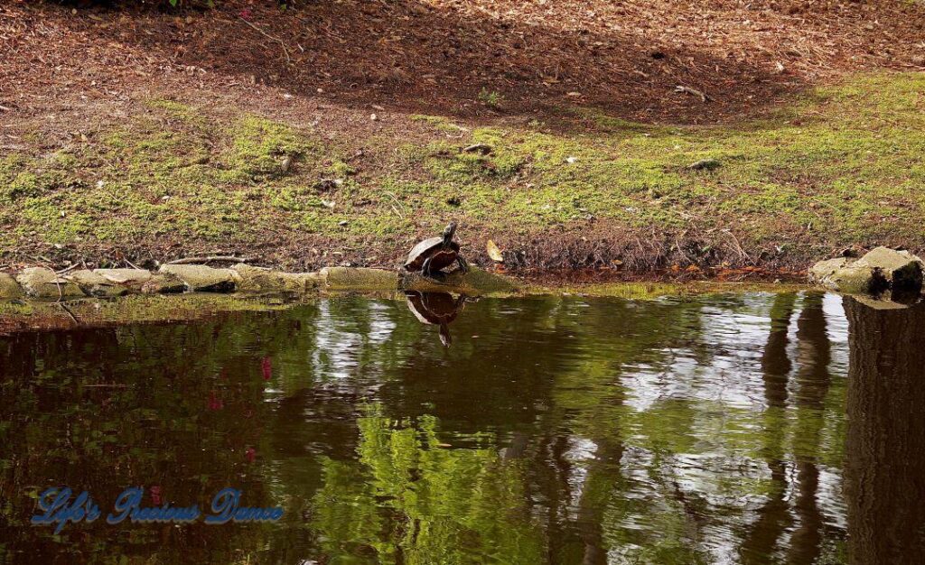 Turtle on the bank of Swan lake reflecting in the water.