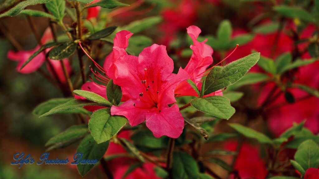 Southern Indian Azalea in full bloom.