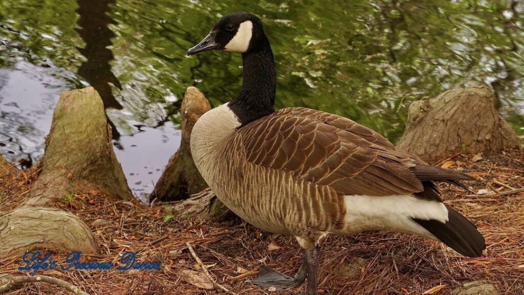 Goose on the bank of Swan Lake