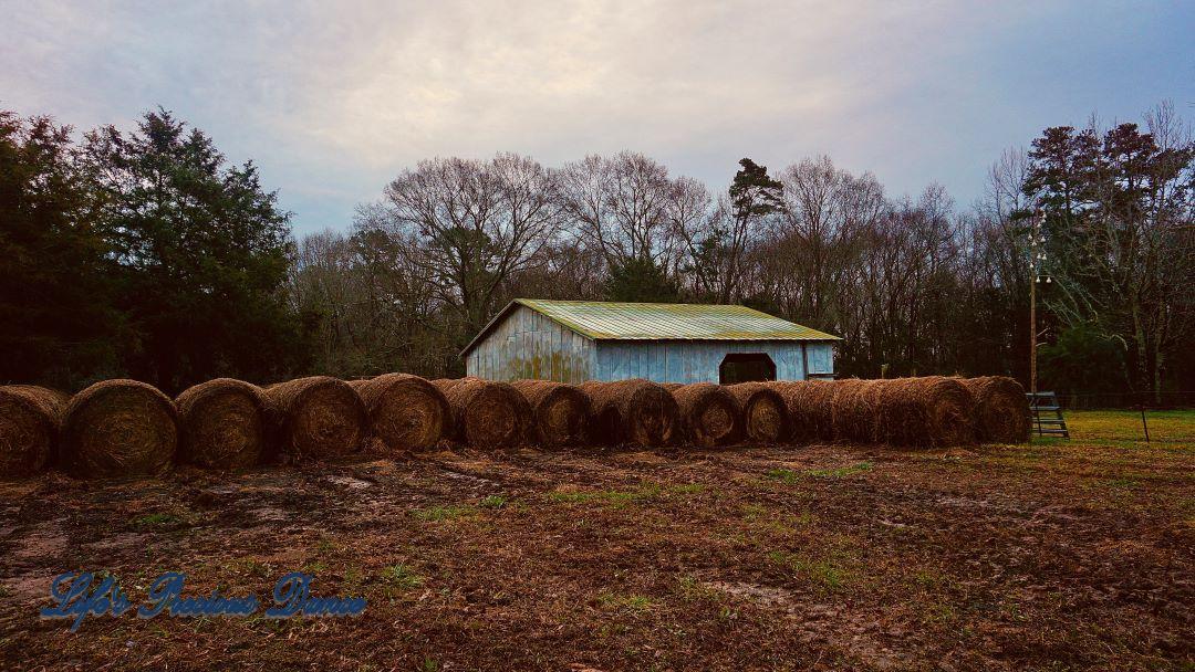 Haybales in front of a barn early in the morning.