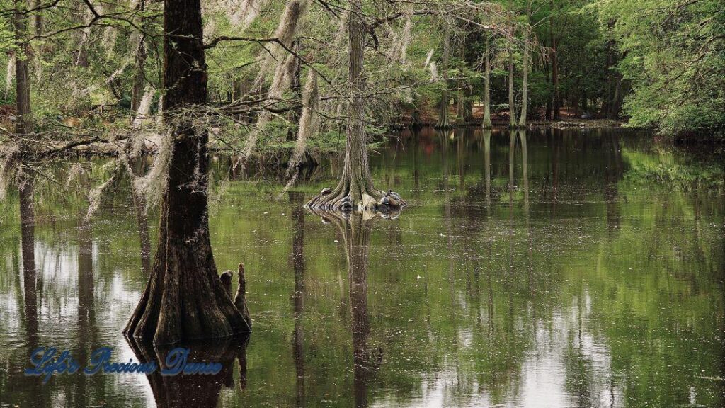 Spanish Moss hanging from cypress trees, reflecting in Swan Lake