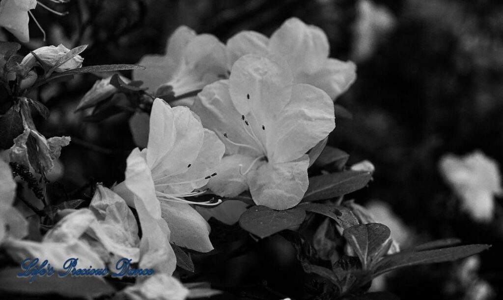 Black and white rhododendrons in full bloom