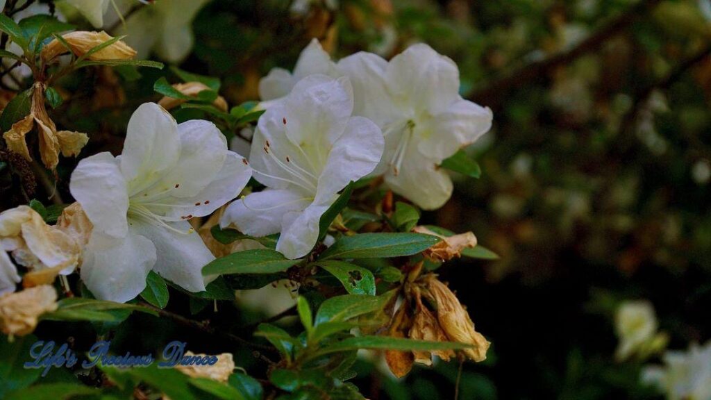 Several white rhododendrons in full bloom