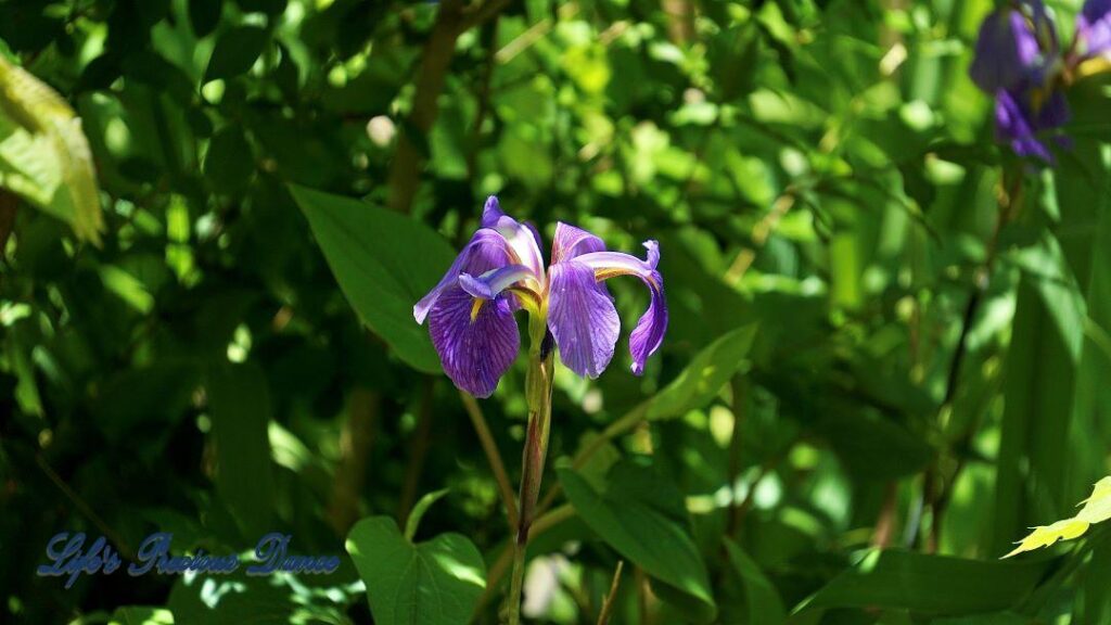 Violet iris in full bloom