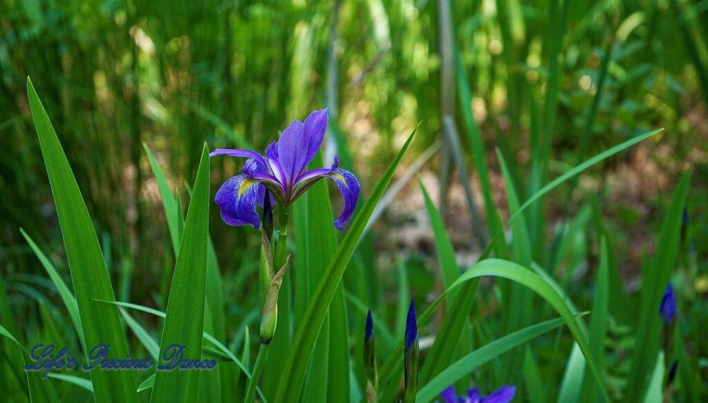 Violet iris in full bloom